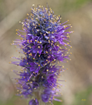 Purple Fringe 9676
